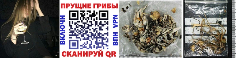 купить  цена  Кушва  ОМГ ОМГ вход  Псилоцибиновые грибы GOLDEN TEACHER 